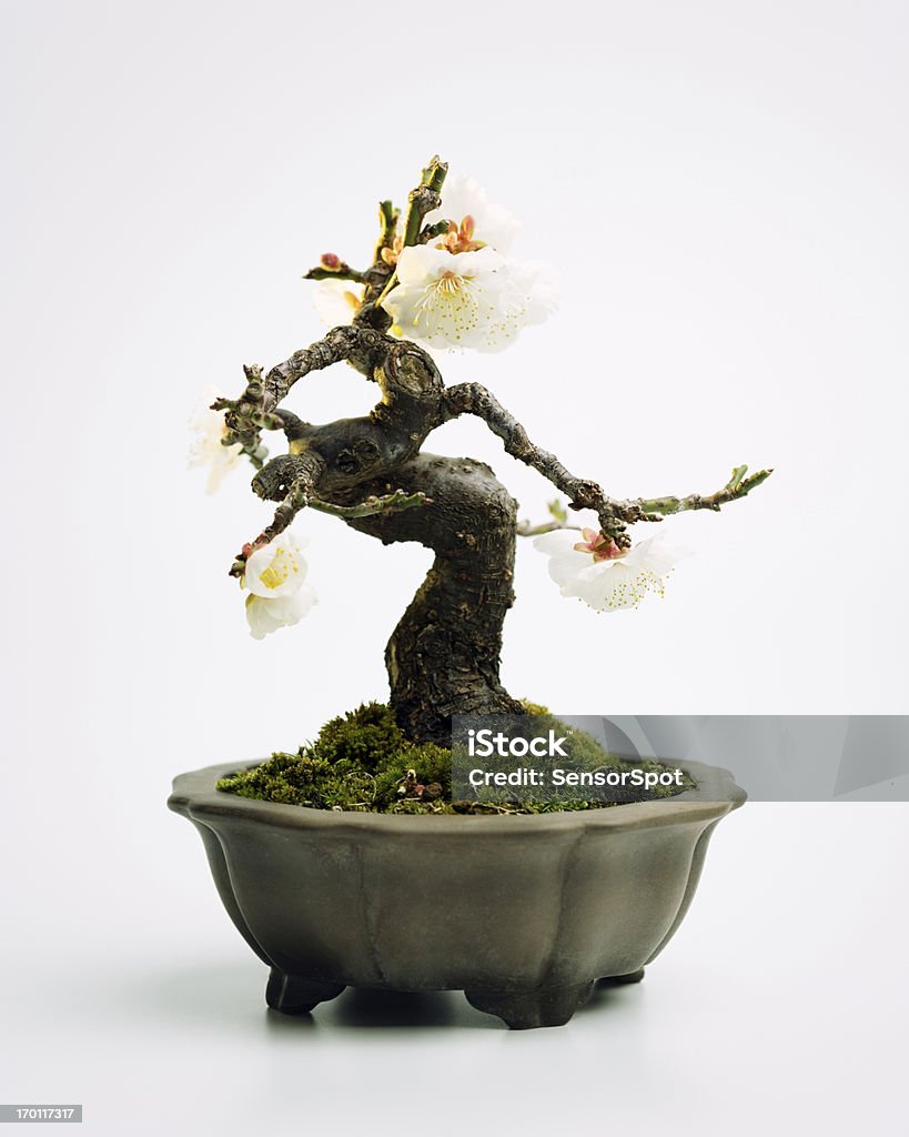 Prunus mume bonsai - 로열티 프리 꽃-식물 스톡 사진