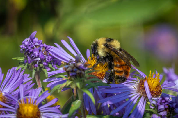 istock Red-belted bumble bee, (Bombus rufocinctus), red-belted bumblebee 1701173869