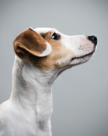 Beautiful portrait of a Jack Russell Terrier puppy.