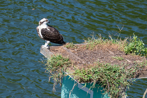 Fledgling osprey, Pandion haliaetus, on nest on channel marker. Chesapeake Bay, Reedville, Virginia, USA.