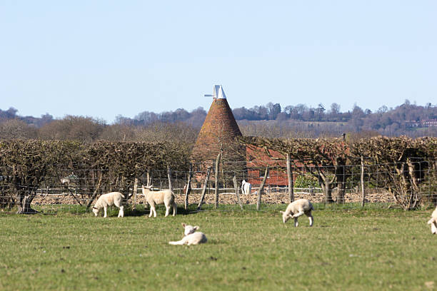 овец в графстве кент, англия - oast house vertebrate sheep farm kent стоковые фото и изображения