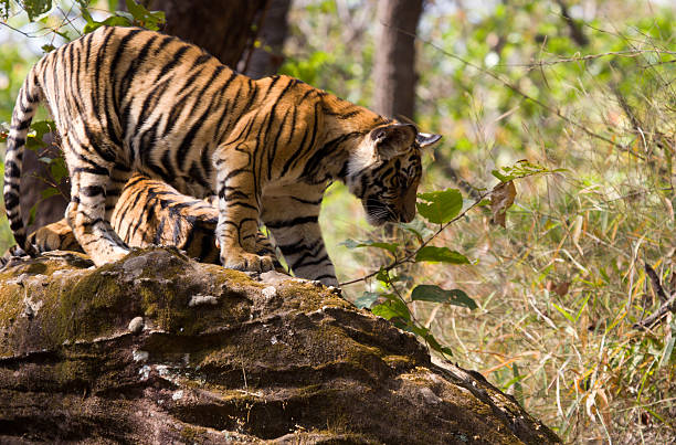 istock Bengal Tiger in Bandhavgarh NP, India 170118176