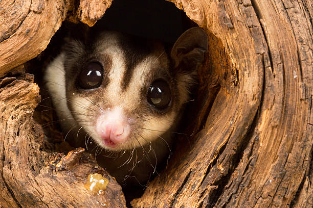 Sugar Glider This small possum-like marsupial is scientifically known as Petaurus breviceps, and is found in northern and eastern Australia, and was later introduced to Tasmania endangered species stock pictures, royalty-free photos & images