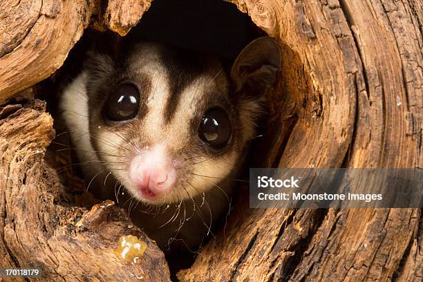 Cukier Glider - zdjęcia stockowe i więcej obrazów Australia - Australia, Zwierzę, Temat zwierząt