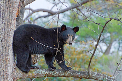 A young black bear climbs up a high tulip poplar tree to stand on a branch and look around uncertainly.
