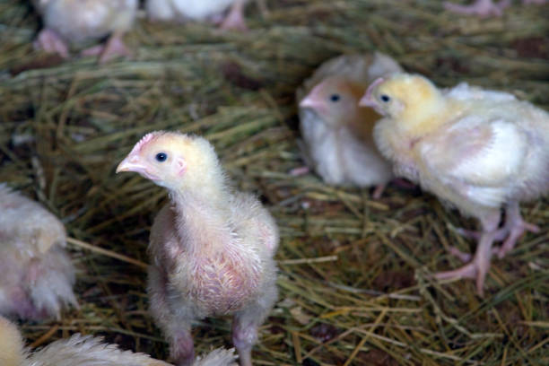 Downy feathered, free ranging baby chickens on a farm exploring their world of straw
