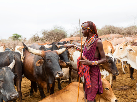 Young maasai warrior, moran with cattle in the background. He is dressed in the traditional checkered cloth, shuka and  has traditional jewelry. Pierced earlobes and hair pleated and colored with red soil.
