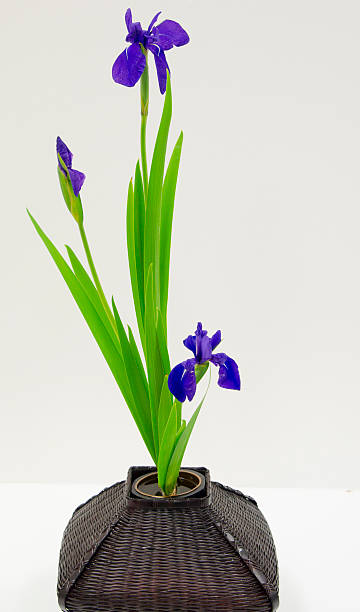 Ikebana stock photo