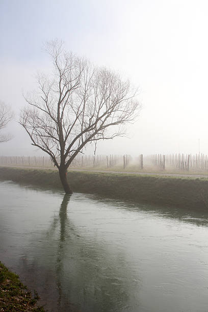 tree morning fog stock photo