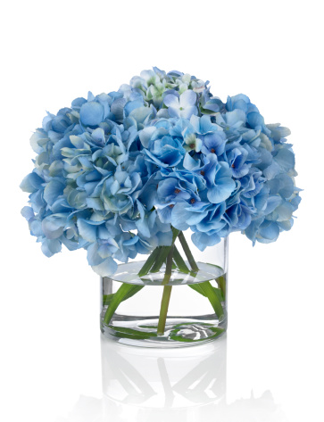 A blue hydrangea bouquet in a round glass vase. Shot against a bright white background. There is a path which may be used to delete the reflection if desired. Extremely high quality faux flowers.
