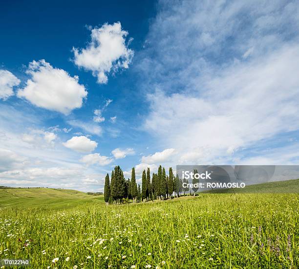 Cypresses Meadow E Skyscape In Val Dorcia Toscana Italia - Fotografie stock e altre immagini di Agricoltura