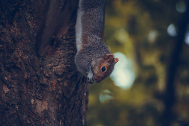 istock Close-up photo of a squirrel 1701240345