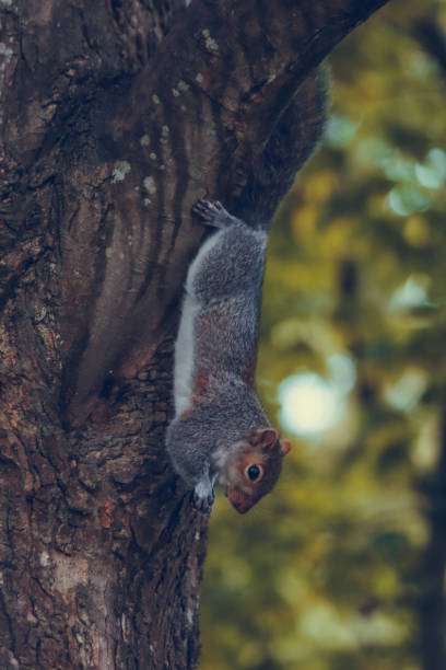 istock Close-up photo of a squirrel 1701244184