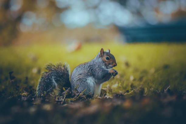 istock Close-up photo of a squirrel 1701255918
