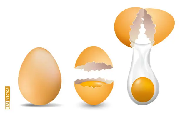 Vector illustration of set of realistic shinny chicken eggs isolated. 3D Render