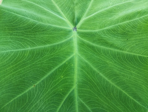 Texture of taro leaves