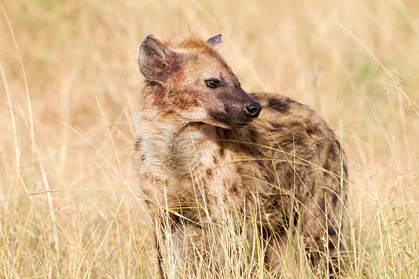istock Spotted Hyena, Masai Mara National Park, Kenya 170131738