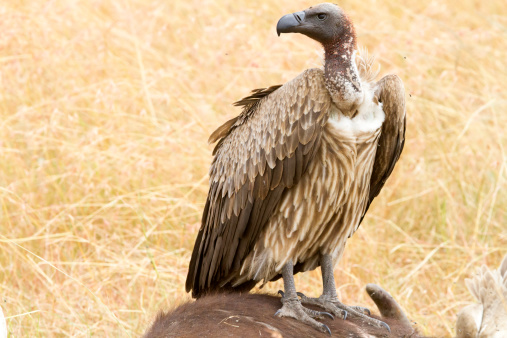 Vulture sitting on dead animal, Masai Mara National Park, Kenya