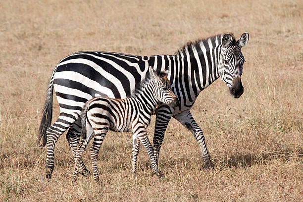 istock Zebra with young foal, Masai Mara National Park, Kenya 170131788