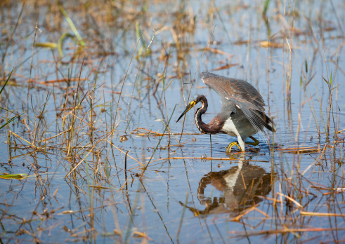 Tricolored Heron, also known as Louisiana Heron (Egretta tricolor)  fishing in Everglades National Park, USA, Florida