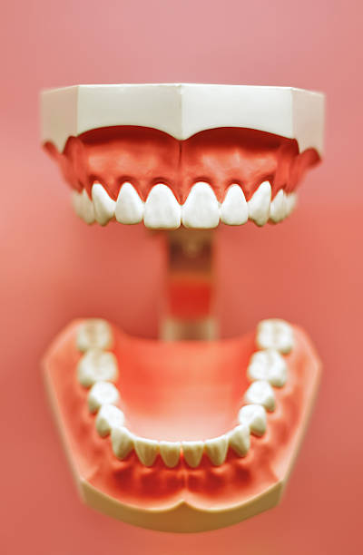 zęby - mundhygiene zdjęcia i obrazy z banku zdjęć