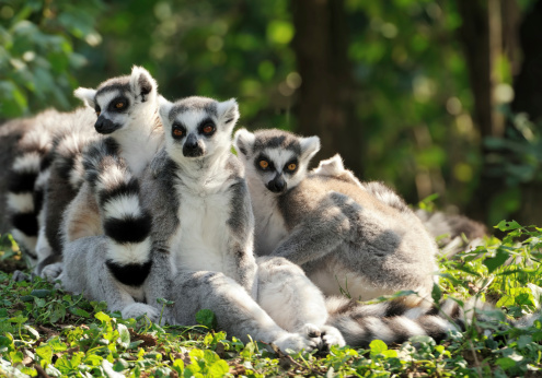 three ring-tailed lemurs (Lemur catta) sitting peaceful together.