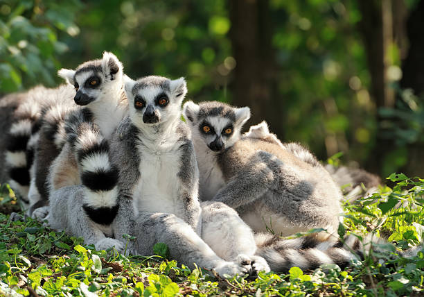ring-tailed lemur family three ring-tailed lemurs (Lemur catta) sitting peaceful together. lemur catta stock pictures, royalty-free photos & images