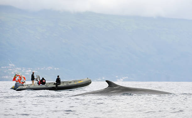 whale watching at the azores an expedition team on a rubber boat spotting a young blue whale at pico / the azores scientific exploration stock pictures, royalty-free photos & images