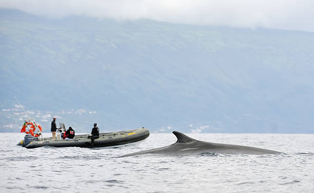 การชมวาฬที่ azores - การสํารวจทางวิทยาศาสตร์ ภาพสต็อก ภาพถ่ายและรูปภาพปลอดค่าลิขสิทธิ์