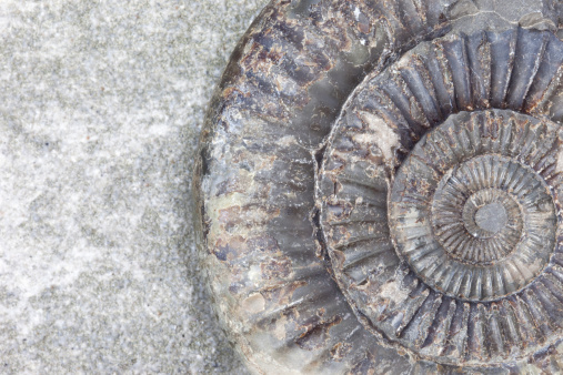 Close up of an ammonite fossil on a grey slate background.