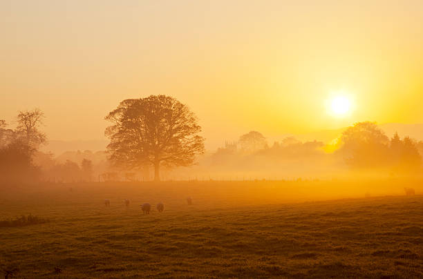 Mist rising in a field of sheep as the sun rises over a hill, picking out the church and houses in the village of Gargrave, Yorkshire Dales National Park, North Yorkshire, England.