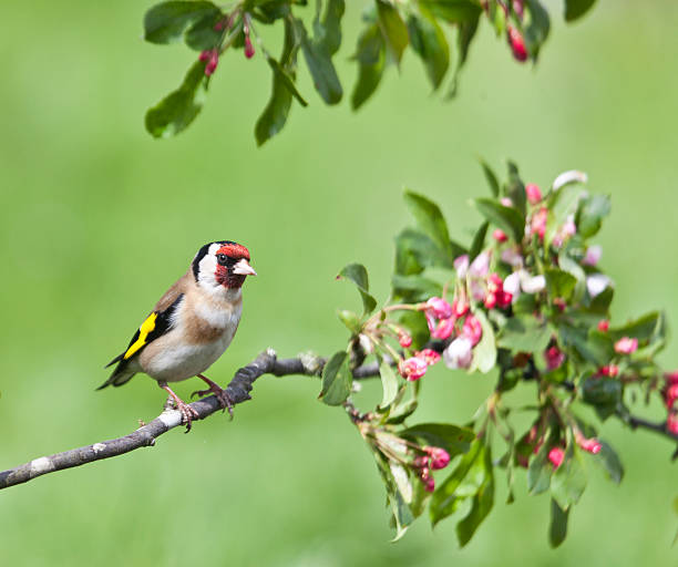 European goldfinch or goldfinch (Carduelis carduelis) perching on a tree against a white background.