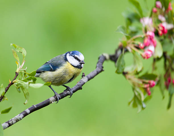istock Blue Tit, Cyanistes/Parus caeruleus perched on branch with apple blossom 170132458