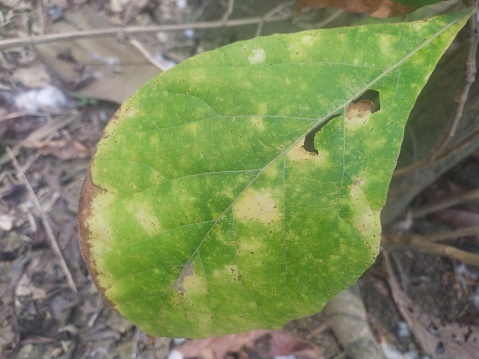 Black spot of pear, scab of pear a fungal disease of pear trees caused by Venturia pyrina. Symptoms on pear tree leaves.