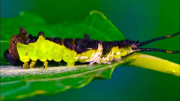 istock Close-up photo of a bug 1701352133