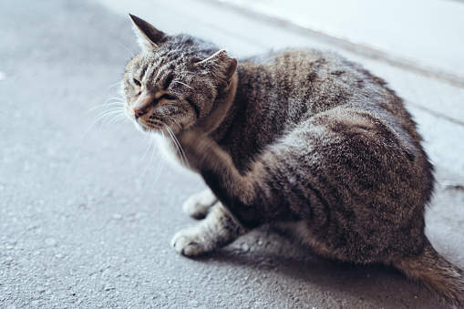 Image of a tabby cat scratching its face with its hind legs