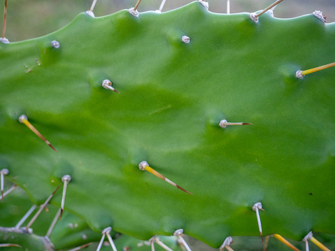 Prickly pear cactus. Background of leaves and thorns. Cactus parts. Spring green plant. Danger. Cactus concept