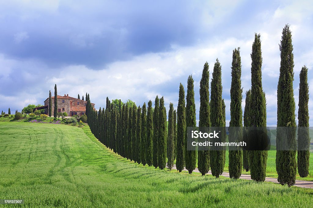 Cypress arborizadas road na Toscana - Foto de stock de Cipreste italiano royalty-free