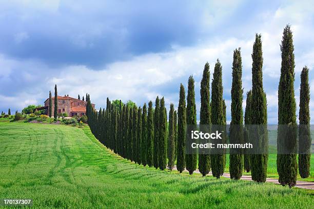 Foto de Cypress Arborizadas Road Na Toscana e mais fotos de stock de Cipreste italiano - Cipreste italiano, Agricultura, Ajardinado