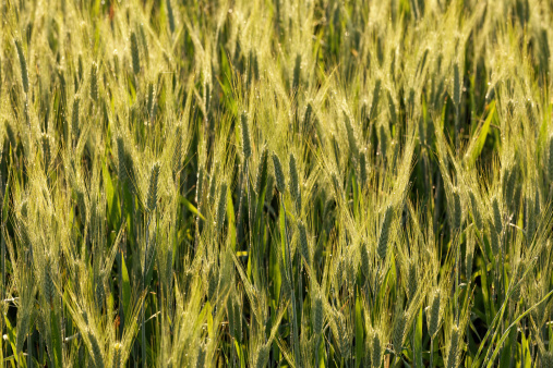 green wheat ears covered with morning dew