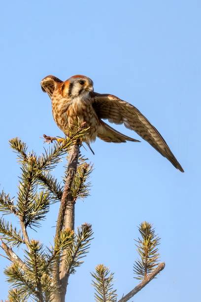 istock American Kestrel perched on a tree branch 1701390392