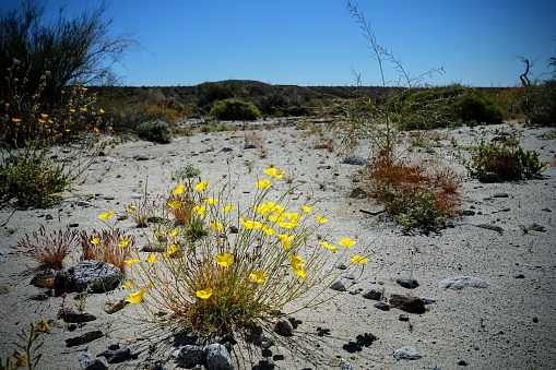 Yellow desert flowers growing out of sand and rock