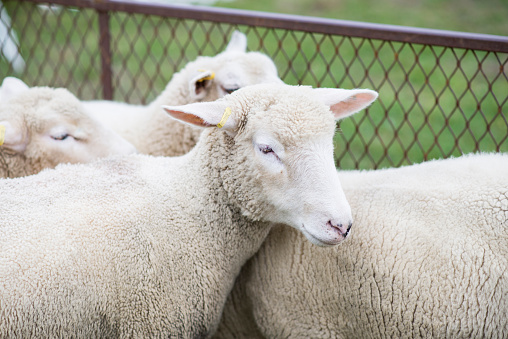 The sheep peacefully graze in the pen. A lot of beautiful lambs. The rays of the sun illuminate the white, black, and brown wool of the sheep. They huddle together, sharing warmth and companionship.