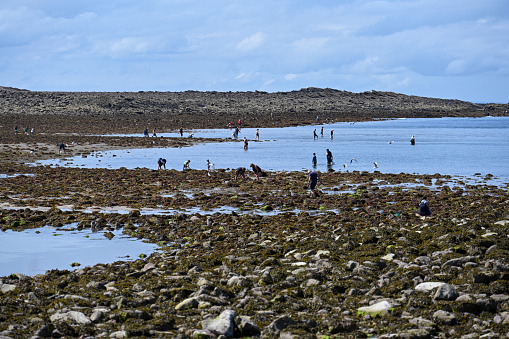 Fréhel, Brittany, France, September 1, 2023 - Tourists and locals search for mussels, crabs, shrimps and oysters during low tide In the Atlantic Ocean near Sables-d'Or-les-Pins in the department of Côtes-d'Armor, Brittany.