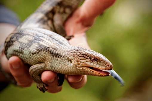 Hand holding blue-tongued skink with its tongue out