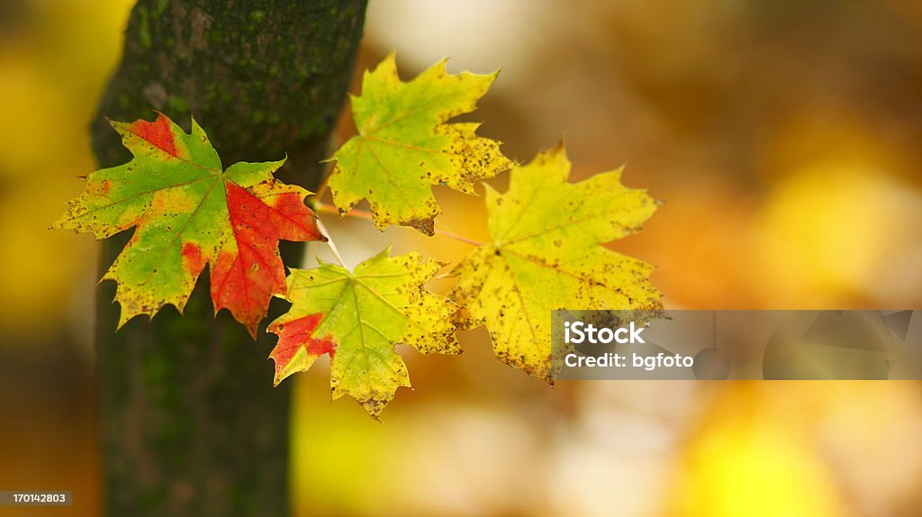 Autumn Leaf Colorful autumn leaf in forest. Autumn Stock Photo