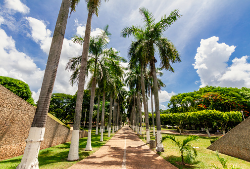 Footpath lined with palm trees in a public park in Villahermosa, Mexico