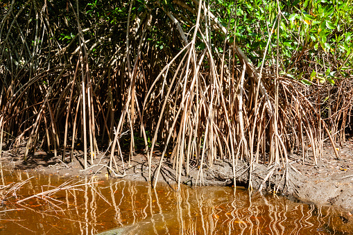 Mangrove trees at the Centla wetlands, biosphere reserve in Tabasco, Mexico