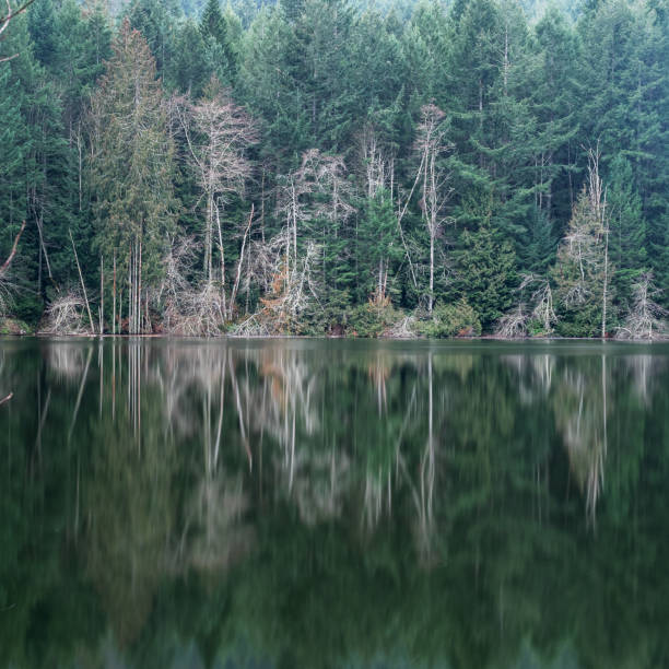 istock Durrance Lake Reflections Victoria BC 1701440245