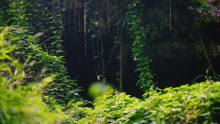 Dense Lush Green Magical Dreamy Forest